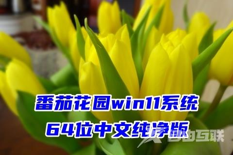 番茄花园win11系统64位中文纯净版