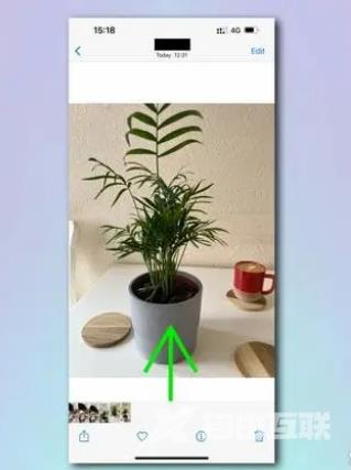 如何使用 iPhone 相机识别植物和花卉？