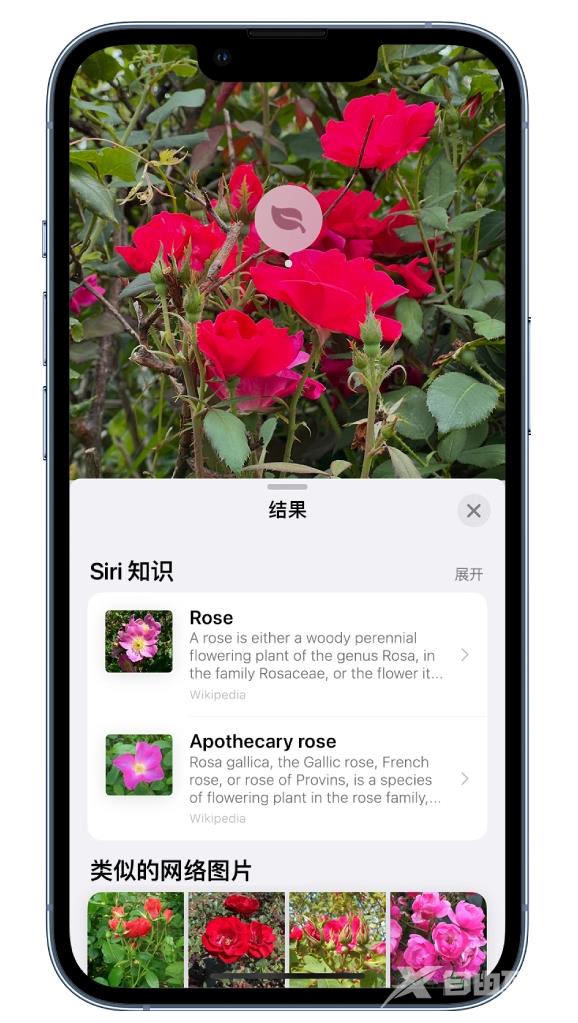 苹果 iOS 17“看图查询”功能使用方法