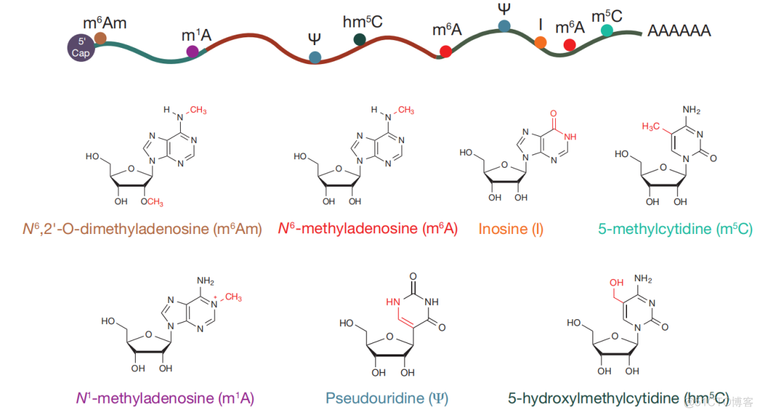 表观转录组学-m6A简介_数据分析