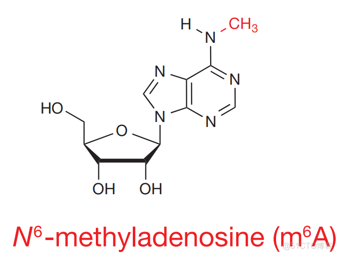 表观转录组学-m6A简介_公众号_02