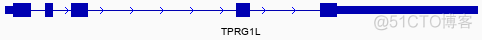 玩转基因组浏览器之使用IGV查看基因结构信息_数据分析_05