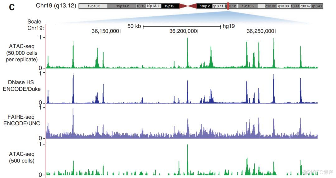 引用2115次的ATAC经典论文解读_公众号_04
