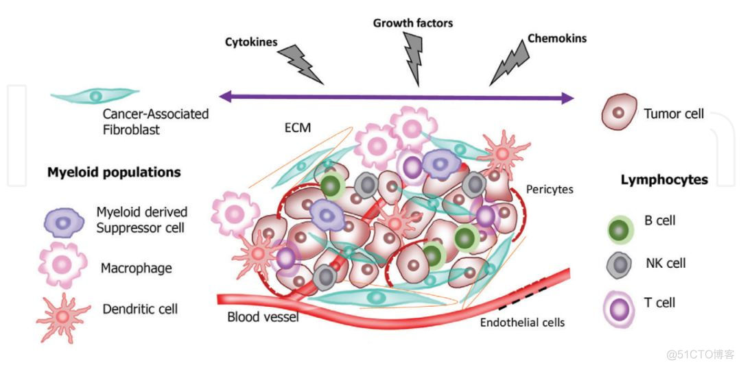 肿瘤微环境:Tumor microenvironment (TME)简介_Java