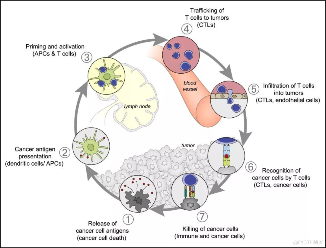 Cancer-Immunity Cycle:肿瘤免疫循环简介_单核