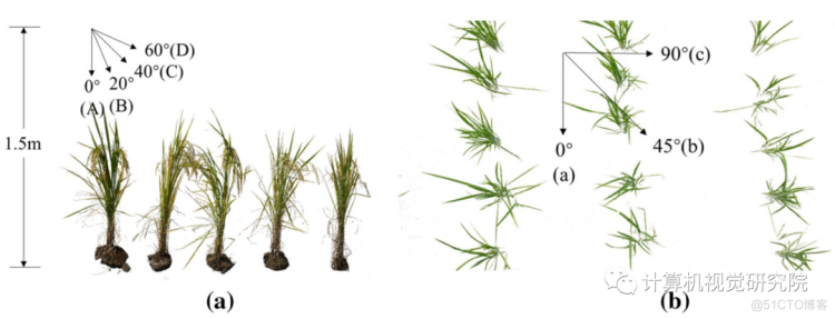 作者亲自修改论文 | 水稻检测_计算机视觉_07