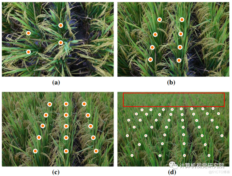作者亲自修改论文 | 水稻检测_计算机视觉_19
