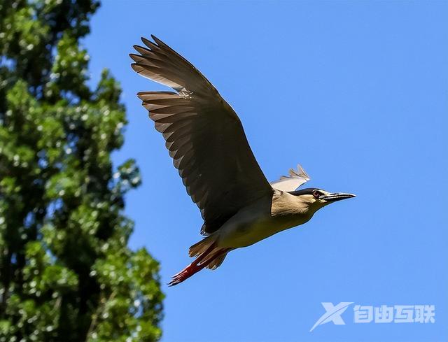 佳能相机使用功能介绍（佳能eosr7深度测评）(54)