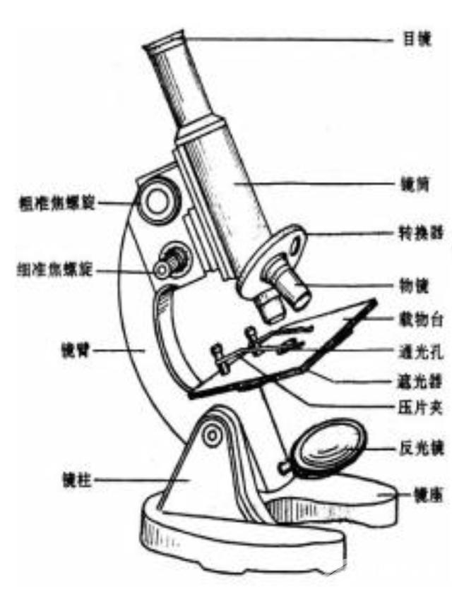 显微镜怎么操作（如何正确使用显微镜的详细步骤）(1)