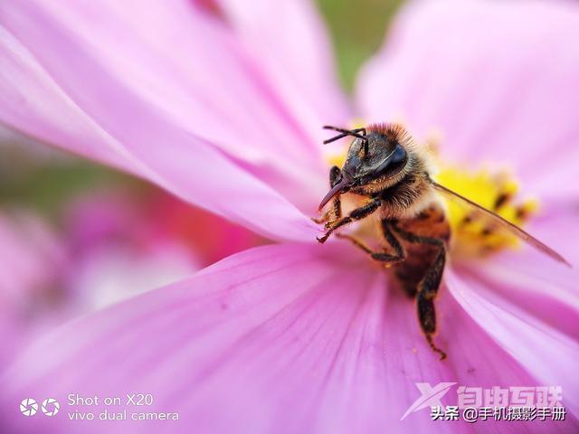 手机摄影技巧有哪些（玩转手机摄影的9个窍门）(15)