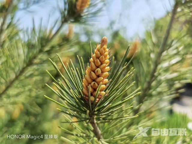 magic4参数配置（荣耀magic 4至臻版实际使用感受）(14)