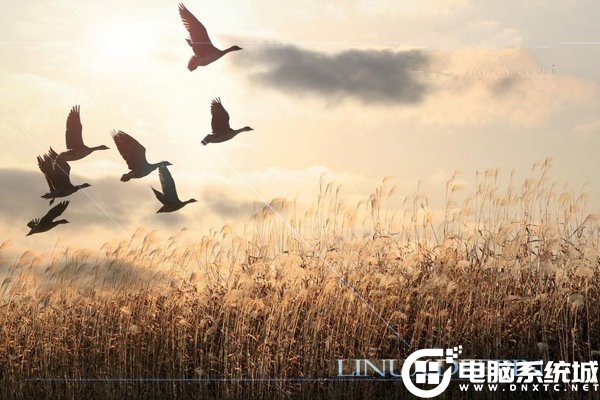 在Linux系统下查找可执行文件解决方法