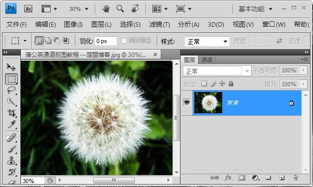 Photoshop如何完成蒲公英抠图?Photoshop蒲公英抠图教程截图