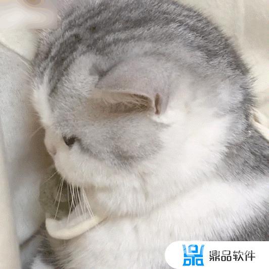 抖音猫躲墙后面表情什么意思(抖音一个猫躲墙后的表情)