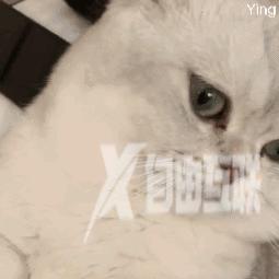 抖音猫躲墙后面表情什么意思(抖音一个猫躲墙后的表情)