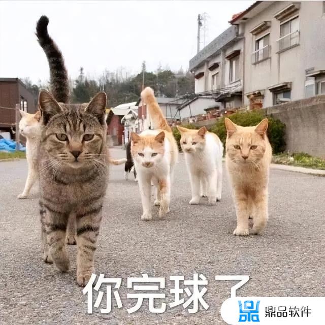 抖音猫躲墙后面表情什么意思(抖音一个猫躲墙后的表情)