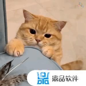 抖音猫躲墙后面表情什么意思(抖音一个猫躲墙后的表情)