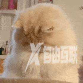 抖音猫躲墙后面表情什么意思(抖音一个猫躲墙后的表情)