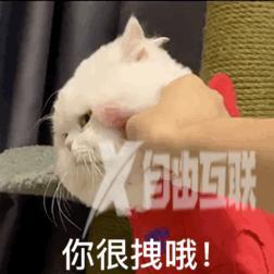 抖音猫躲墙后面表情什么意思(抖音一个猫躲墙后的表情)