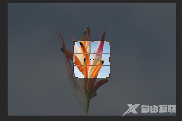 ps裁剪工具怎么不用比例裁剪?
